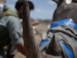 Wounded white rhino being treated by wildlife vets Stock Footage