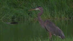 A heron stands on a grassy swamp bank. Stock Footage