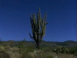 Saguaro cactus in desert, mountain range in background, blue sky, USA Stock Footage