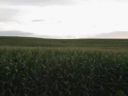 Red car driving away by cornfield Stock Footage