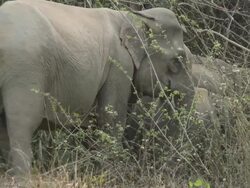 Wild elephants documentary Stock Footage