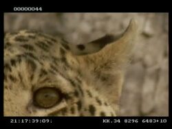 Leopard, Panthera pardus, ear twitching and eye, CU, Botswana Stock Footage