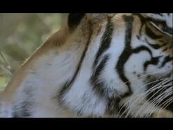 BCU Bengal tiger looking to camera, Bannerghata NP, India Stock Footage
