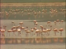 WA Large flock of flamingos standing and feeding in sunlit water, Tanzania Stock Footage