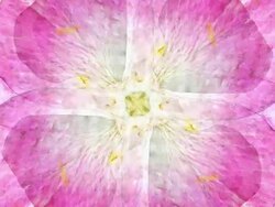 ROSE : four petal (LOOP) Stock Footage