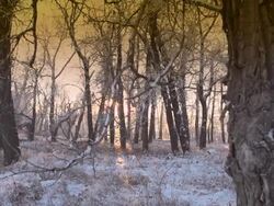 HD DOLLY: Forest in Winter Scenic Stock Footage