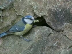 CU Tit bird flying into  with food in mouth / Saarburg, Rhineland-Palatinate, Germany  Stock Footage