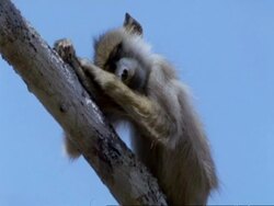 CU young Yellow Baboon, Papio cynocephalus, asleep on tree branch, Tanzania Stock Footage