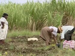 WS People working in the filed  / Brightown, Barbados Stock Footage