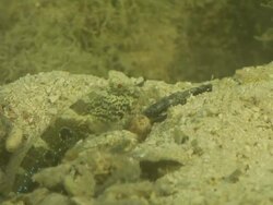 CU Shot of Goby resting on riverbed with shrimp excavating burrow and emerging from burrow briefly / Pemba, Cabo Delgado, Mozambique Stock Footage