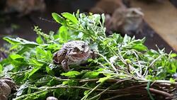 Frog. Stock Footage