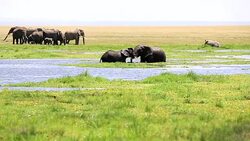 Elephants Fight Trainings Stock Footage