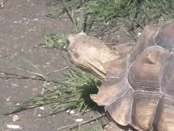 Large turtle 9 - HD 30F Stock Footage