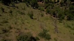 Flying over forrest tilt up to reveal The Great Sand Dunes Stock Footage