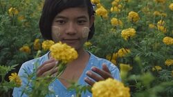 M/S SLO MO Myanmar teenage protecting a flower in a field of yellow mums, rain Stock Footage