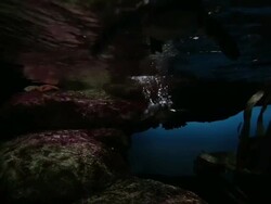 Valentine's Day Celebrated At San Francisco Zoo Stock Footage