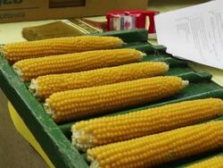 Crowds Flock To Iowa State Fair For A Taste Of Agricultural Bounty Stock Footage