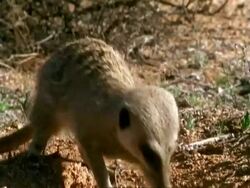Meerkat (Suricata suricatta) excavates and eats a scorpion, Namaqualand, South Africa Stock Footage
