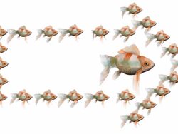 Goldfish Surrounded by an Arrow of Goldfishes (Loops) Stock Footage