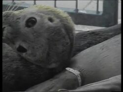 Seals, Sea Lions &amp;amp; Sea Elephants News Clip