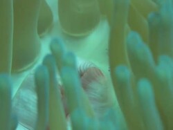 Anemone, light coloured with shrimp, Chuuk Lagoon, South Pacific  Stock Footage