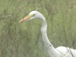 White egret 111 Stock Footage