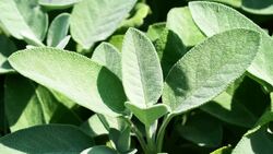 Garden Sage Stock Footage