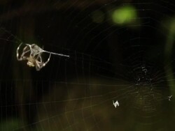 Spider Catches a Bug Stock Footage