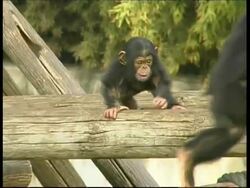 Chimpanzee, Pan troglodyte, young baby balancing on log beckons mother with raised arm, mother picks up baby, MS, Israel Stock Footage
