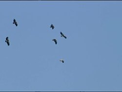 Griffon Vultures (Gyps fulvus) thermalling before migrating south, Autumn, Tarifa, Andalusia, Southern Spain Stock Footage