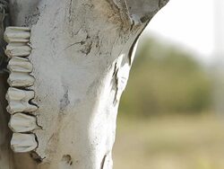 Skull of a cow on a fence Stock Footage