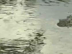 Insect Water skaters Stock Footage