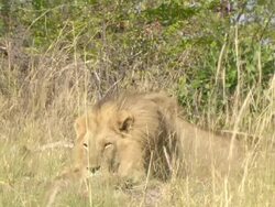 MS Male lion resting head on front paws and closing eyes / Okavango Delta, North West District, Botswana Stock Footage