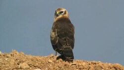 Montagu's harrier (Circus pygargus) Stock Footage