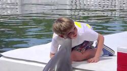 Little Boy Getting Kissed By Dolphin Stock Footage