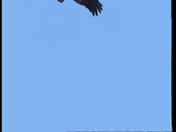 MS Low angle, Turkey vulture circling in sky, South America Stock Footage