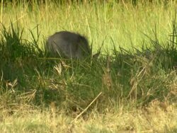 MS Side striped jackal scavanging in tall green grass / Okavango Delta, North West District, Botswana Stock Footage