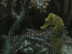 Seahorse 5 - HD 1080/30F Stock Footage