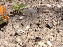 Running Cuterpillar Stock Footage