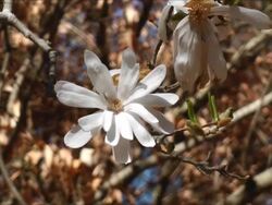Star magnolia zoom in Stock Footage