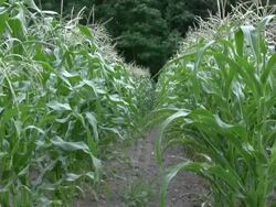 Wide corn row HD Stock Footage