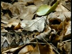 CU Gaboon viper, Bitis gabonica, looking down, well camouflaged on leaf litter in dappled shade, Africa; SEQUENCE OF CLIPS, SPECIAL TERMS APPLY Stock Footage