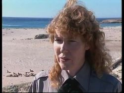 USA: SEA MAMMAL BREEDING GROUND TAKES POUNDING FROM EL NINO News Clip