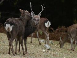 Kinkazan island Sika Deer, Cervus nippon, Japan Stock Footage