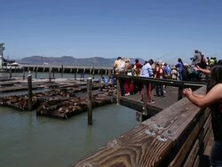 Sea Lions At San Francisco's Pier 39 Stock Footage