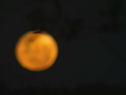 MS R/F Orange full moon and branches / Wentworth, New South Wales, Australia Stock Footage