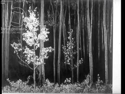 Photographer Ansel Adams working on location in California and at home, playing piano and dining with his family. 1965 Stock Footage