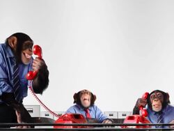 Service Team Monkey Stock Footage