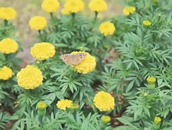Butterfly on flower in the garden. Stock Footage