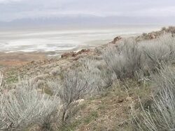 Salt Lake 019 720p24 Seamless Loop Stock Footage